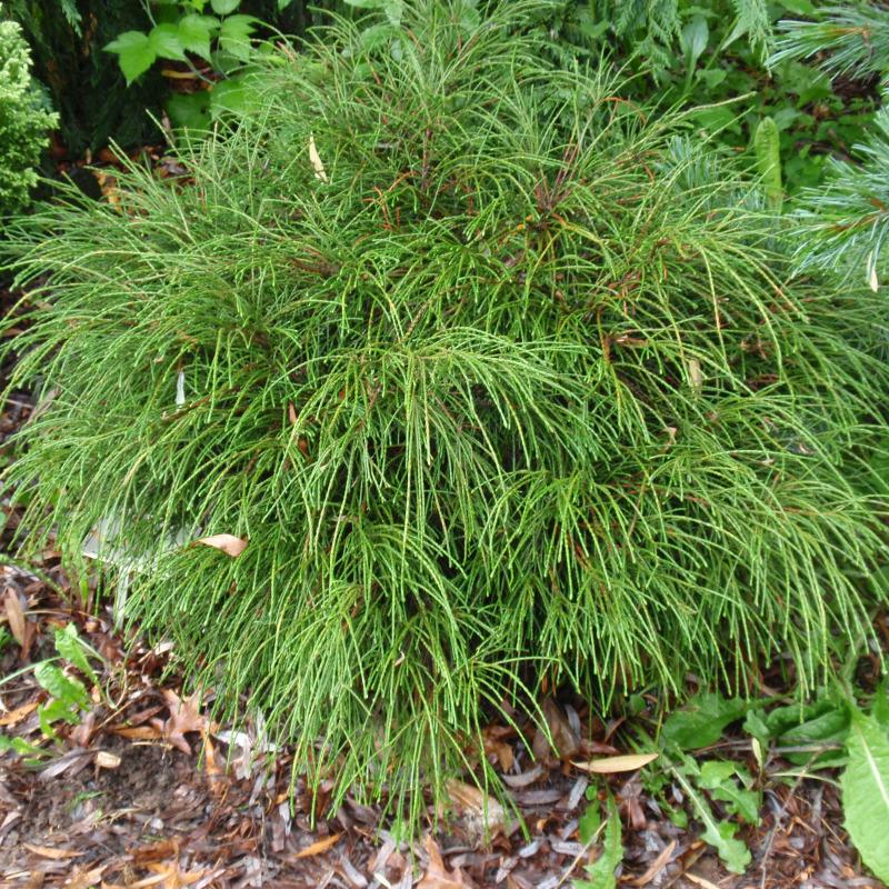 Thuja plicata 'Whipcord'