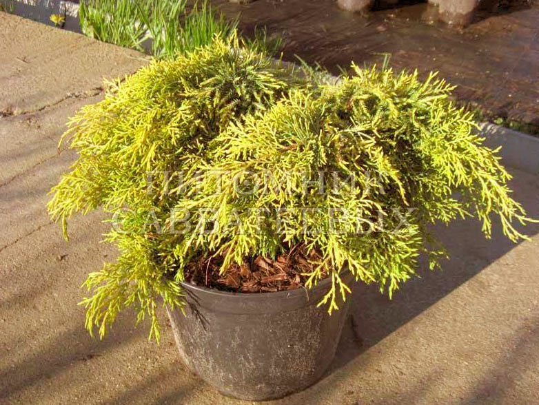 Juniperus pfitzeriana 'King of Spring'