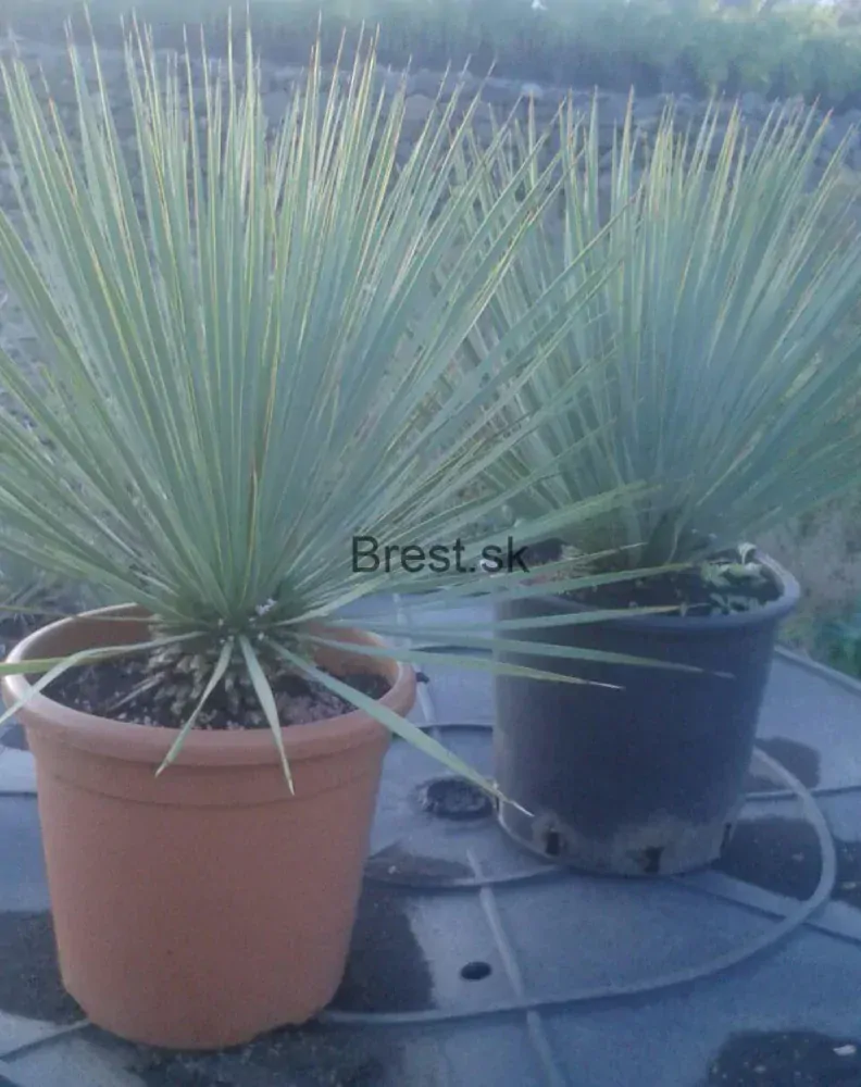 Yucca rostrata