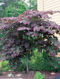 Cercis Canadensis 'Forest Pansy'