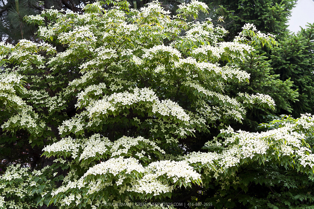 Cornus kousa Milk Way