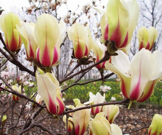 Magnolia 'Sunrise' 