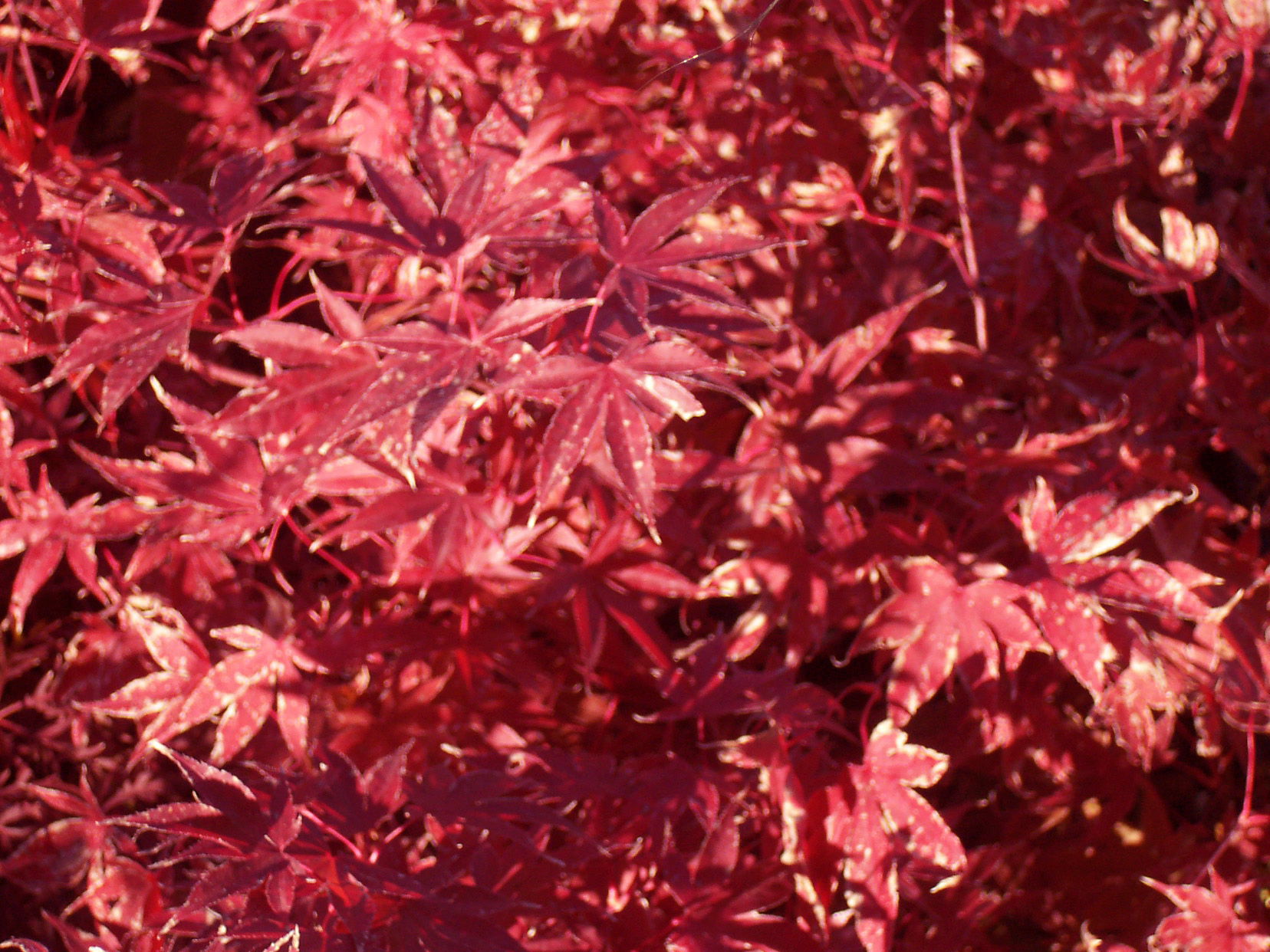 Acer palmatum 'Fire Glow'