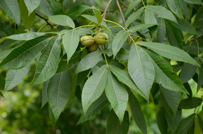 Carya ovata