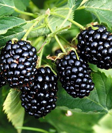 Rubus fruticosus 'Navaho'