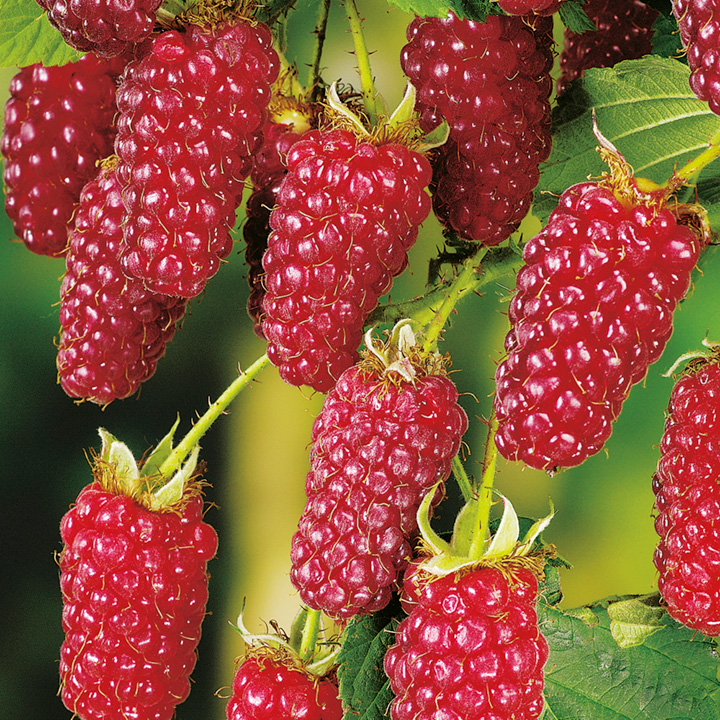 Rubus 'Tayberry Buckingham'
