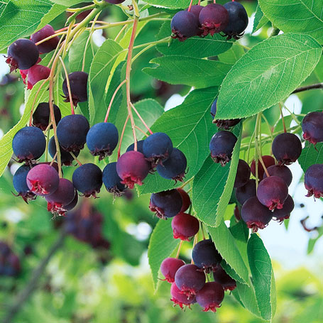 Amelanchier arborea Robin hill