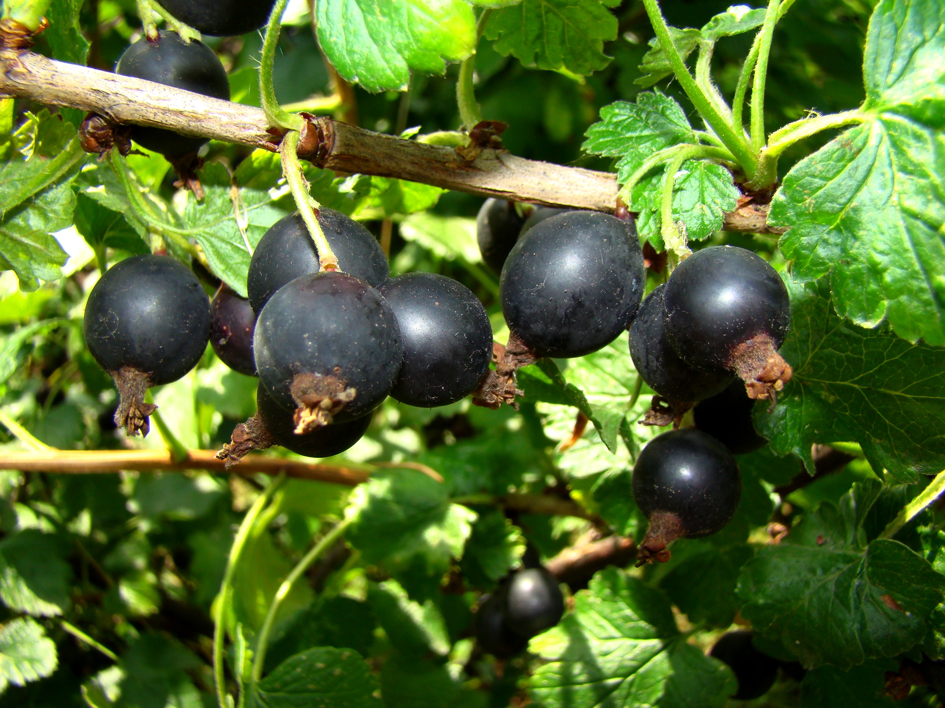 Ribes 'Jostaberry'