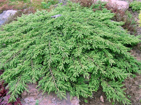 Juniperus communis 'Green Carpet'