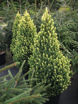 Picea glauca 'Rainbow's End'
