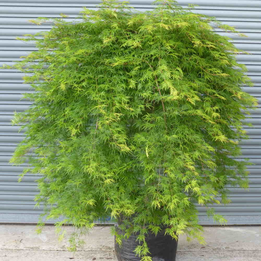 Acer palmatum 'Emerald Lace'  EXTRA