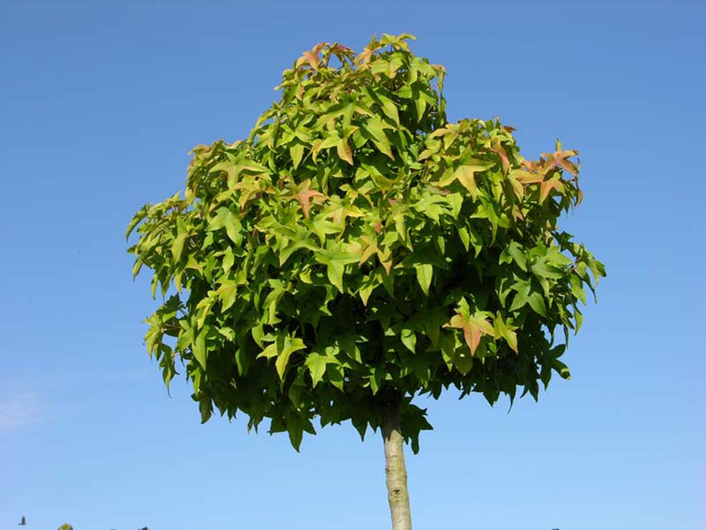 Liquidambar styraciflua 'Gum Ball' kmeň 100cm