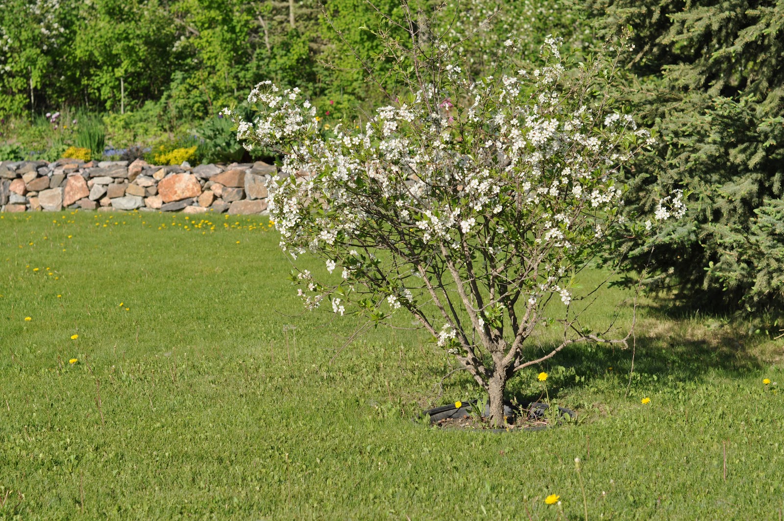 Prunus 'Carmine Jewel'