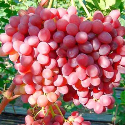Vitis vinifera ´Einset Seedless´