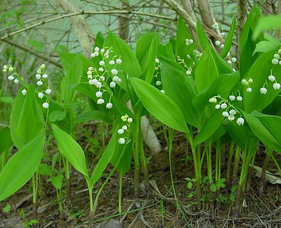 Convallaria majalis 