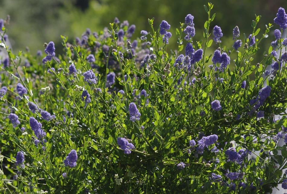 CEANOTHUS 'Skylark'