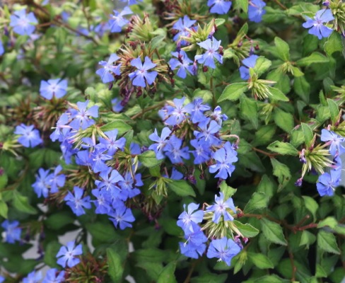 CERATOSTIGMA willmottianum FOREST BLUE® 'Lice' 