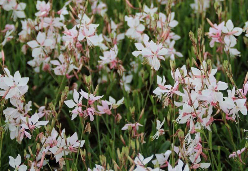 gaura short form