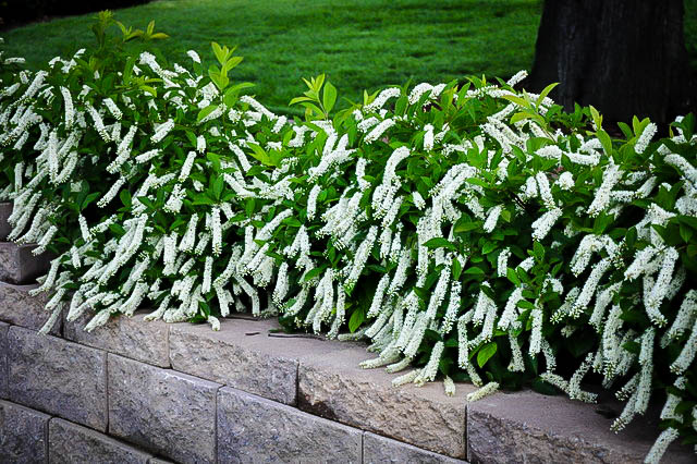 Itea virginica 'Little Henry'