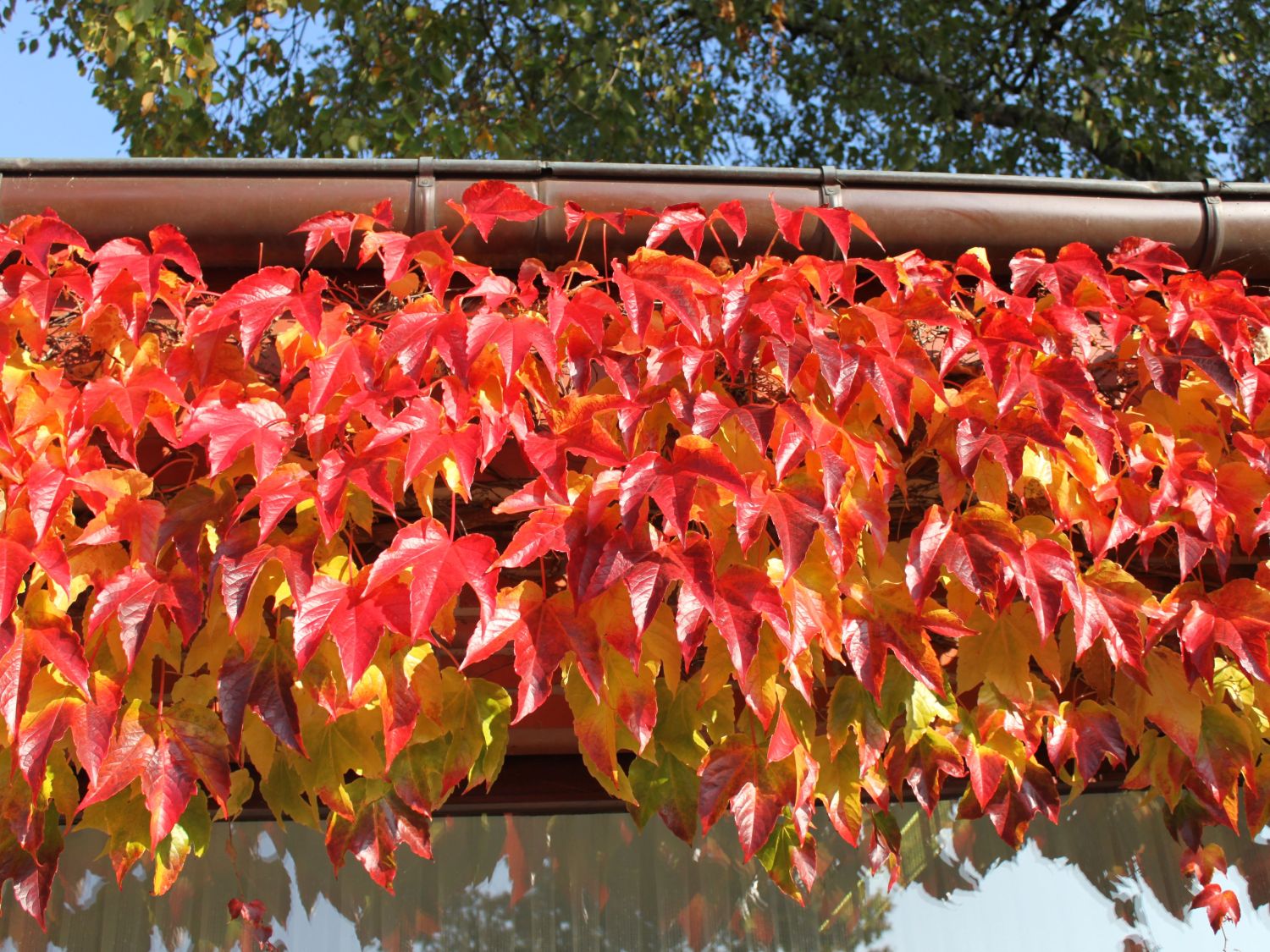 Parthenocissus tricuspidata 'Veitchii'