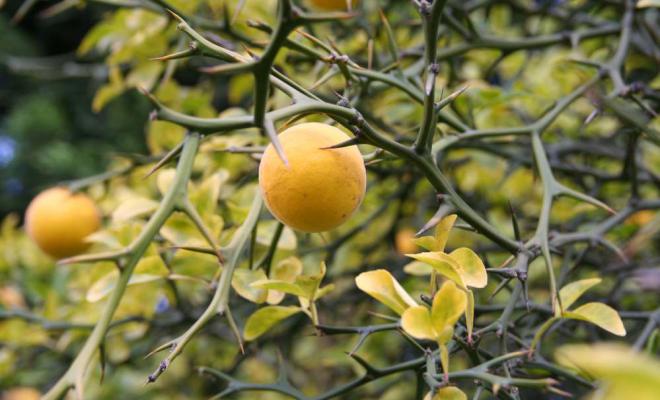 PONCIRUS trifoliata