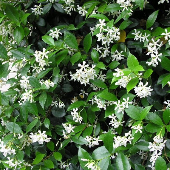 TRACHELOSPERMUM jasminoides