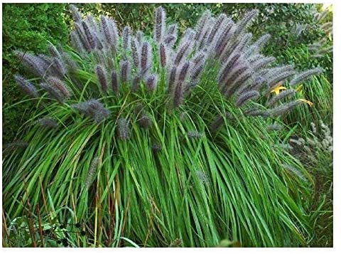 Pennisetum alopecuroides 'Moudry'