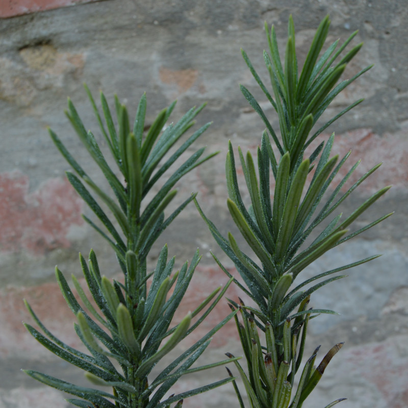 Cephalotaxus harringtonii 'Fastigiata'