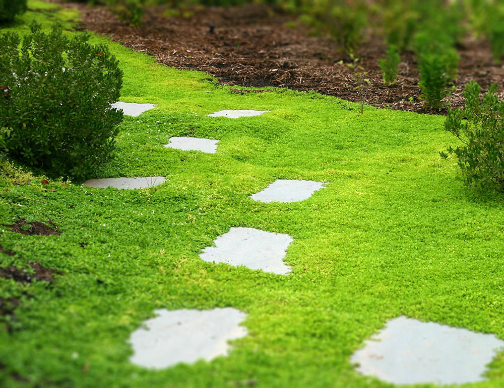 Mentha requienii 'Mini ment'