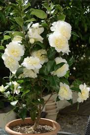 camellia japonica brushfield's yellow