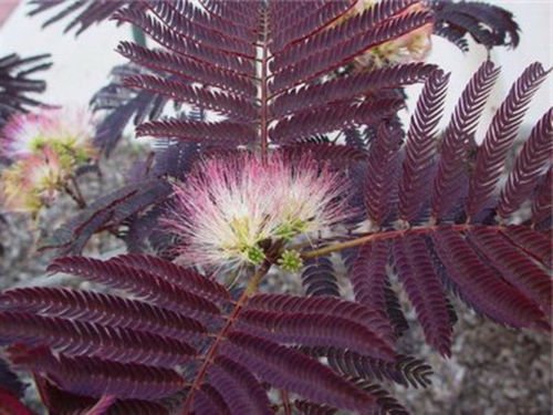 Albizia julibrissin 'Summer Chocolate'