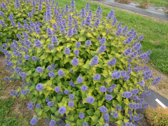 Caryopteris x clandonensis 'Good as gold'