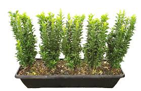 euonymus fortunei green spire