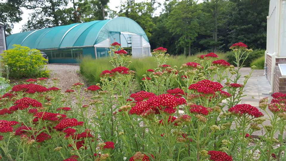 Achillea millefolium "Kirschkönigin"