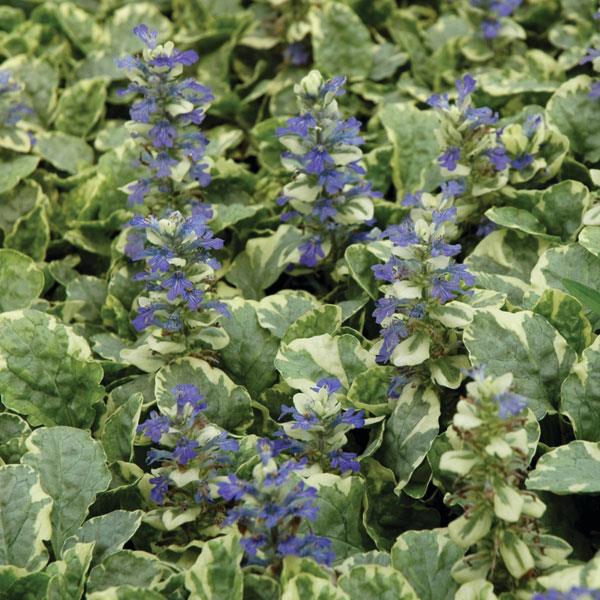ajuga reptans Variegata