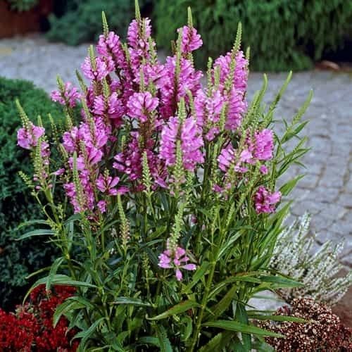 Physostegia virginiana rosea