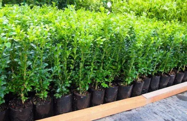 Buxus Sempervirens 