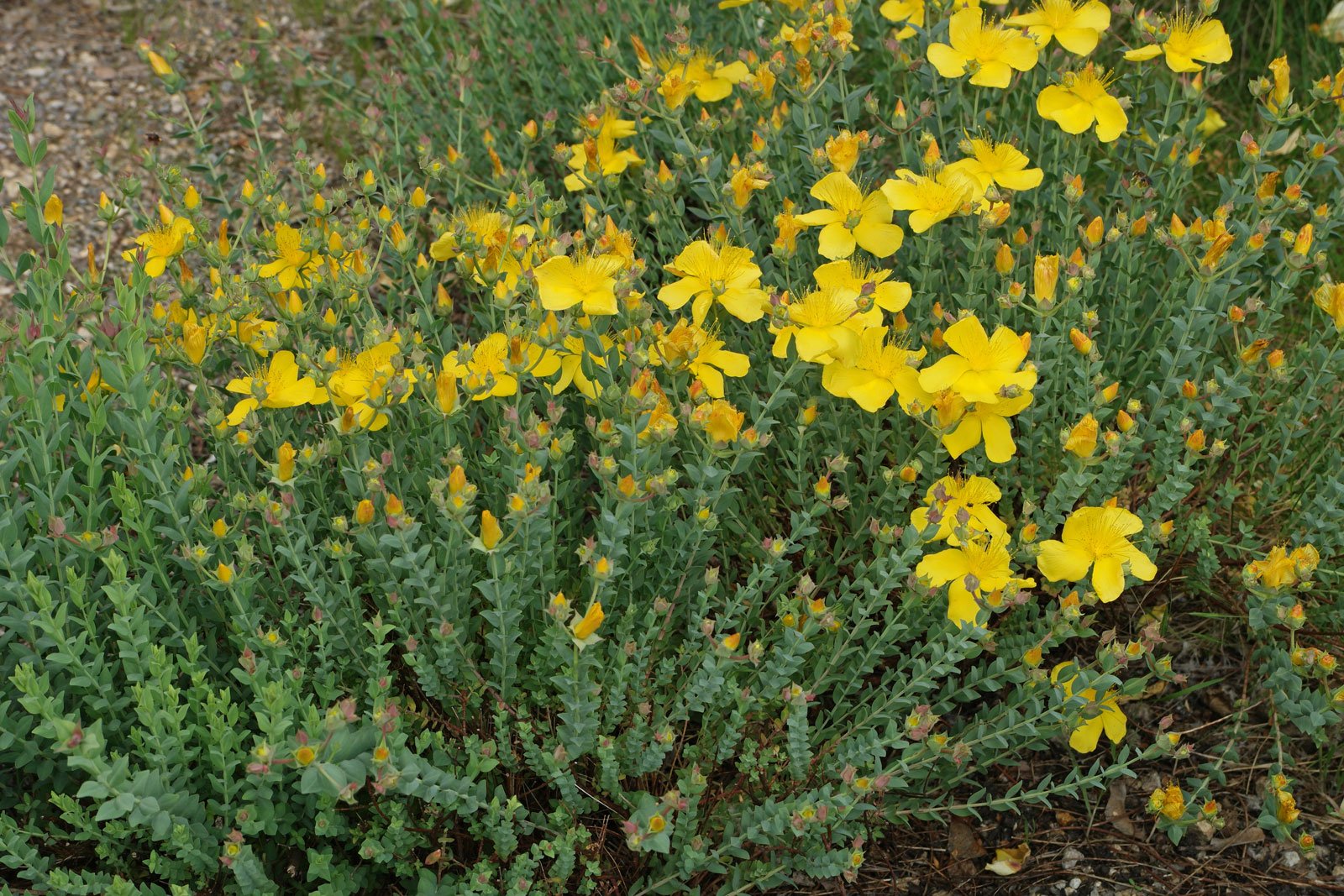 Hypericum polyphyllum