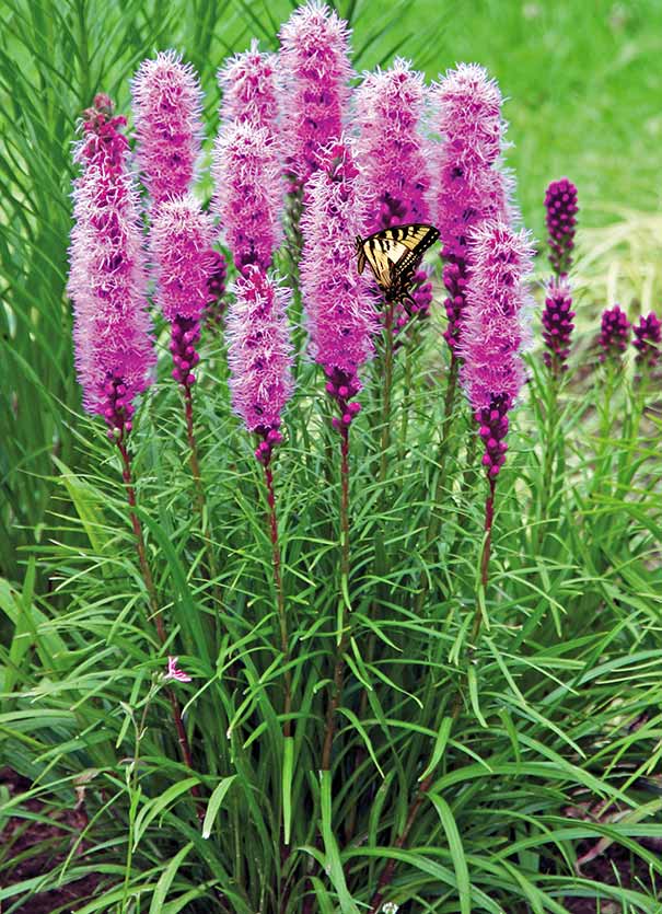 Liatris spicata violett