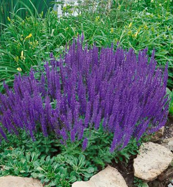 Salvia nemorosa 'Blaukönigin'