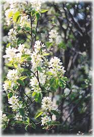 Amelanchier alnifolia 'Thiessen'