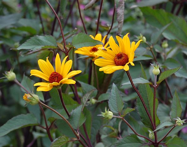 Heliopsis scabra 'Summer nights'