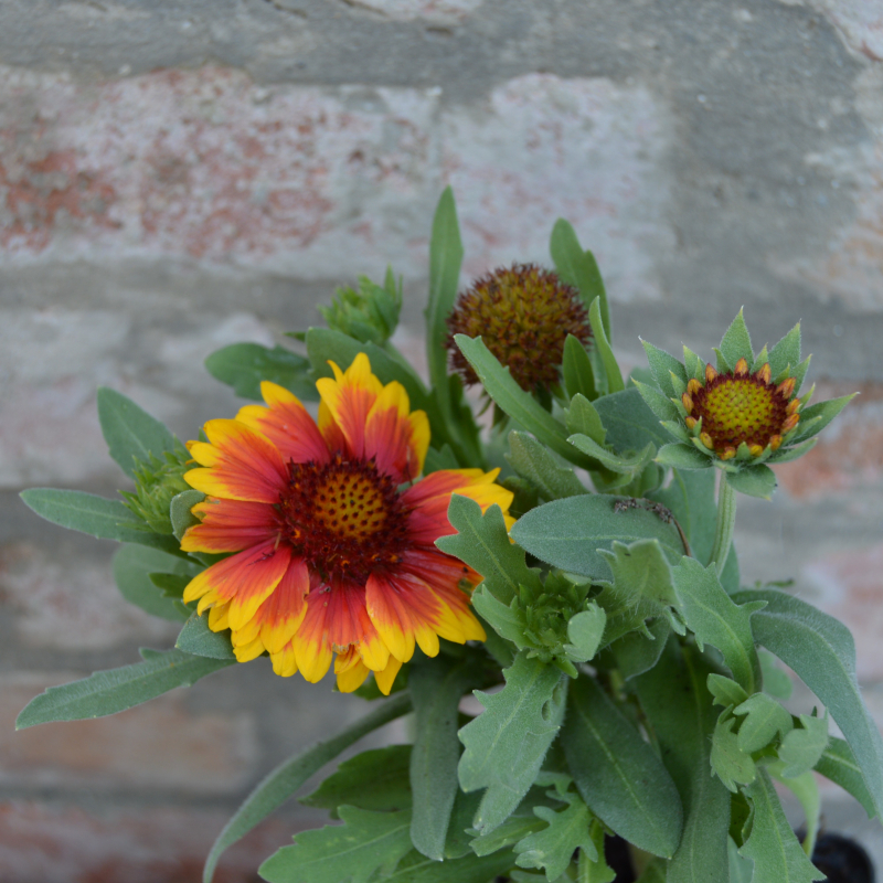 Gaillardia aristata 'Kobold'