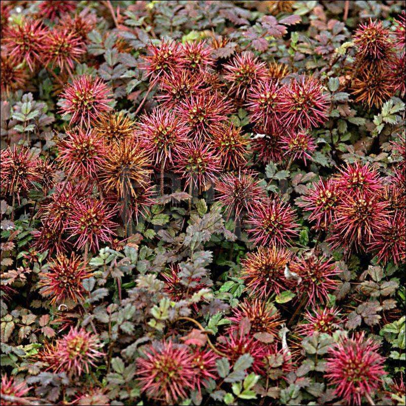 Acaena microphylla 'Kupferteppich'