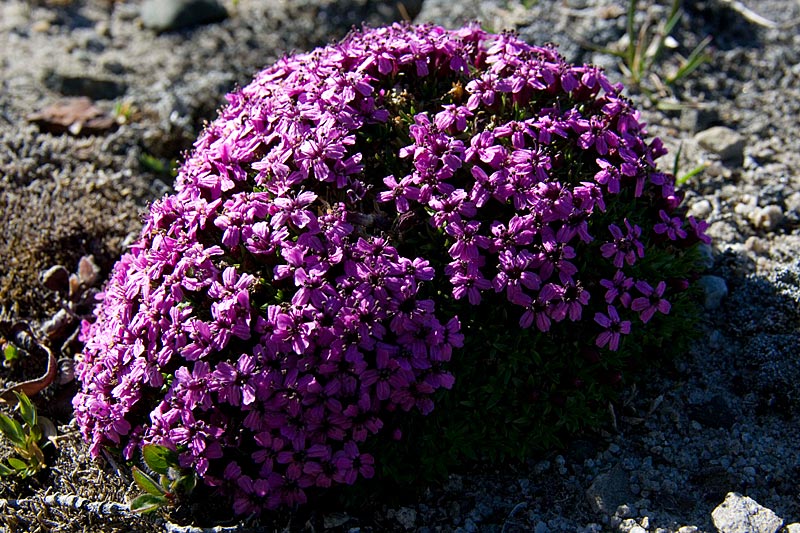 Silene acaulis 