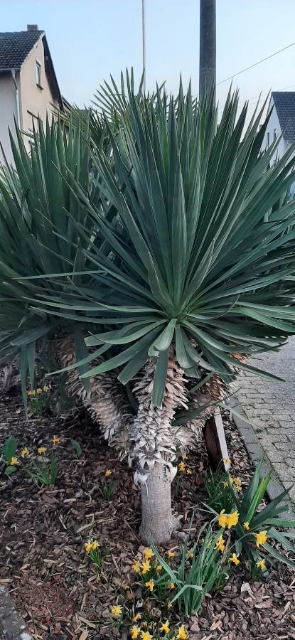 Yucca gloriosa