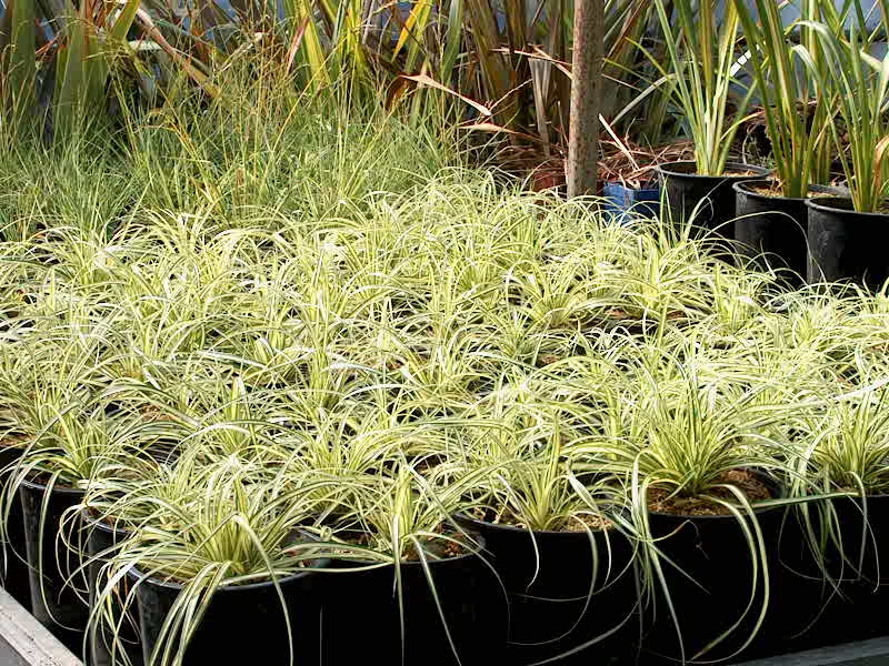 Carex morrowii 'Aureovariegata'  