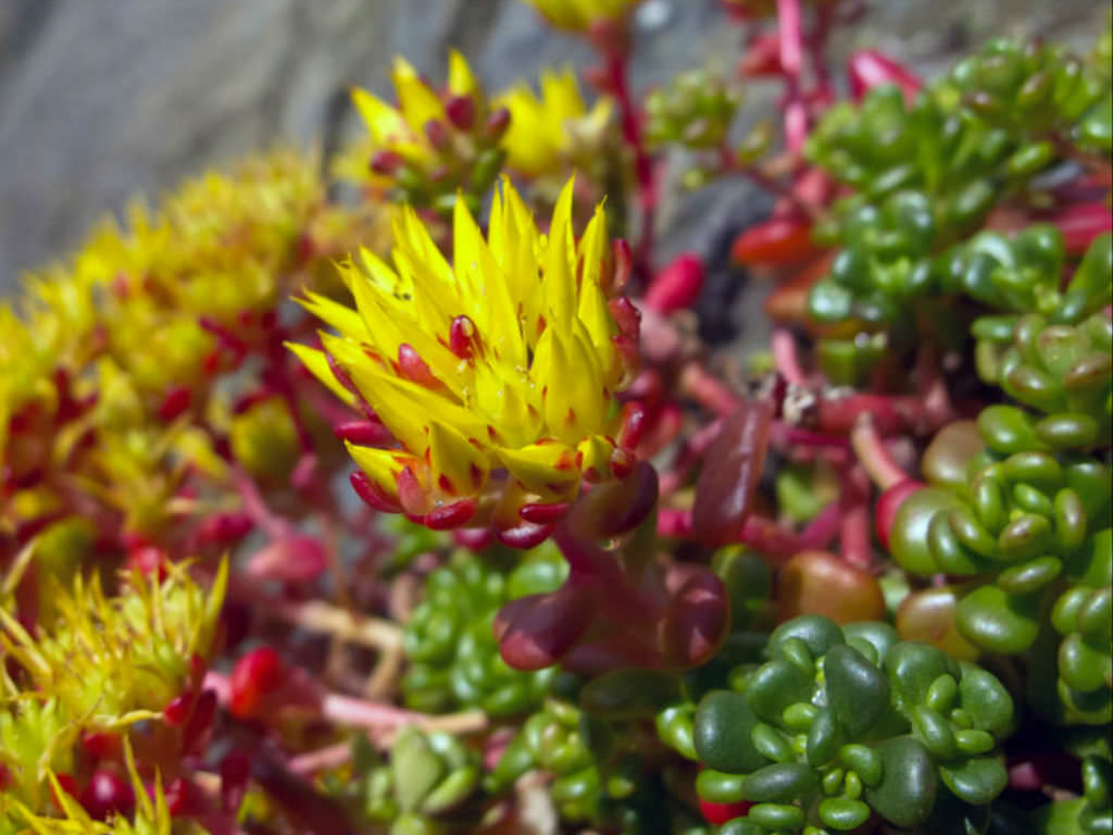 Sedum Oreganum