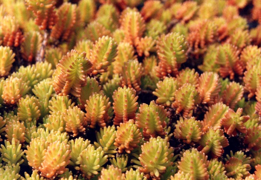 Sedum sexangulare 