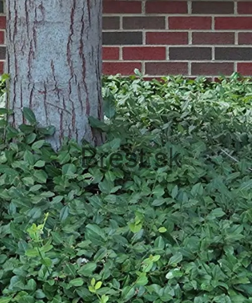 EUONYMUS fortunei Darts blanket